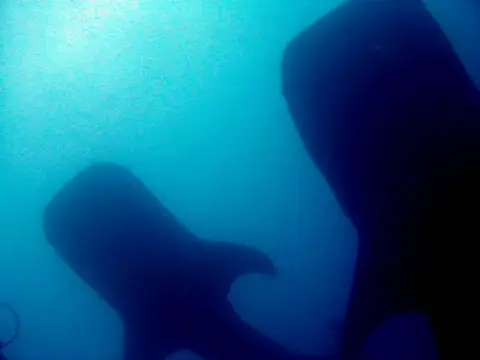 沖縄・渡嘉敷島ツアーフォトグラフの写真 39