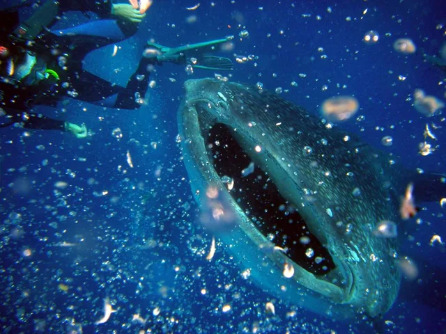 沖縄・渡嘉敷島ビーチ・水中写真の写真 35