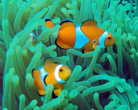 石垣島・マンタ・ツアーの写真 22