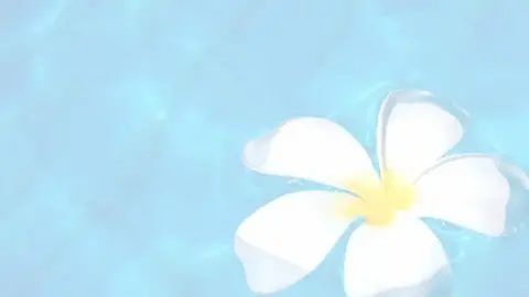 プルメリア(写真)