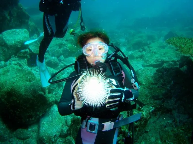 四国ダイビングの写真の写真 2