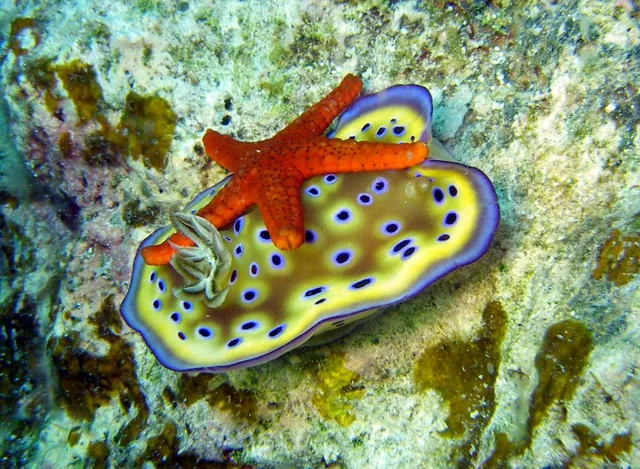 沖縄・渡嘉敷島ビーチ・水中写真の写真 15