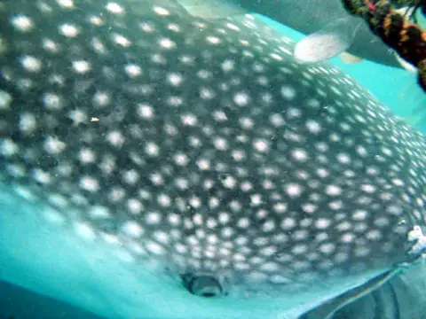 沖縄・渡嘉敷島ツアーフォトグラフの写真 36