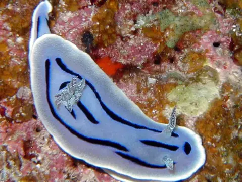 沖縄・渡嘉敷島ツアーフォトグラフの写真 48