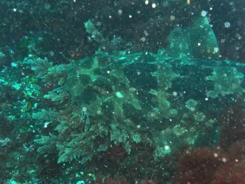 GW大島ダイビングツアー（海中編）の写真 9