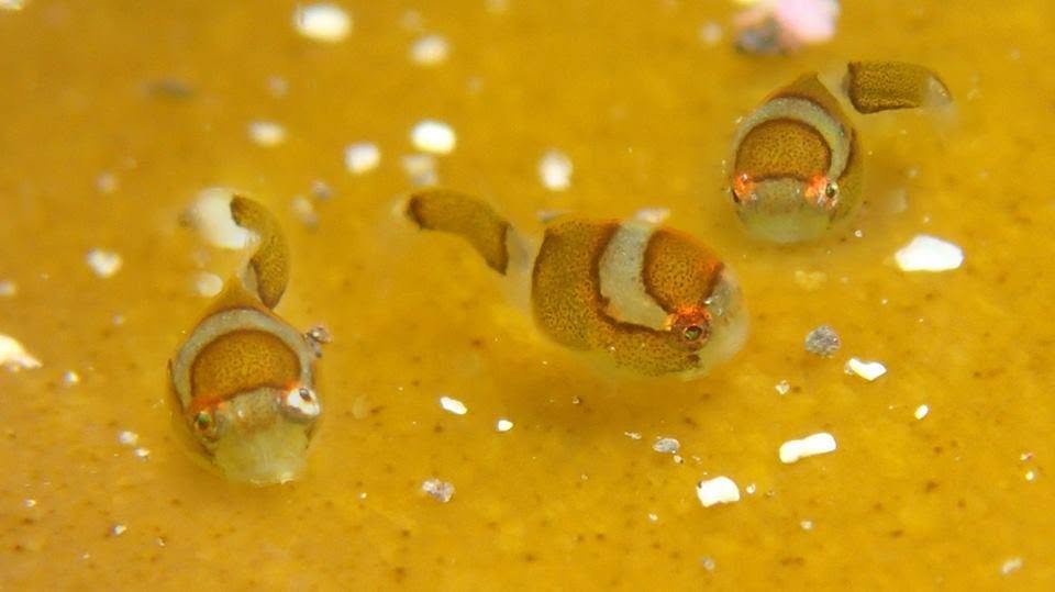 水中で撮影した小さな魚(2015年)