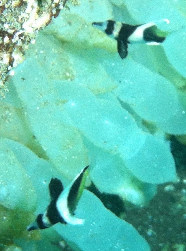 2012年8月19日(投稿日) / 水中で泳ぐ小さな魚