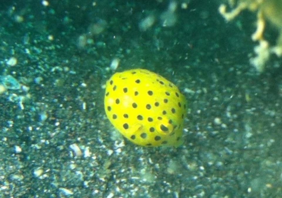 2012年8月18日(投稿日) / 水中の黄色い斑点模様の魚