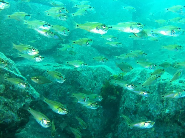 伊豆・大瀬崎でのダイビング:水中で群れを作る魚