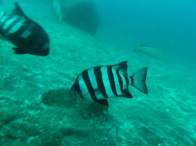 伊豆・大瀬崎でのダイビング:水中で撮影した縞模様の魚