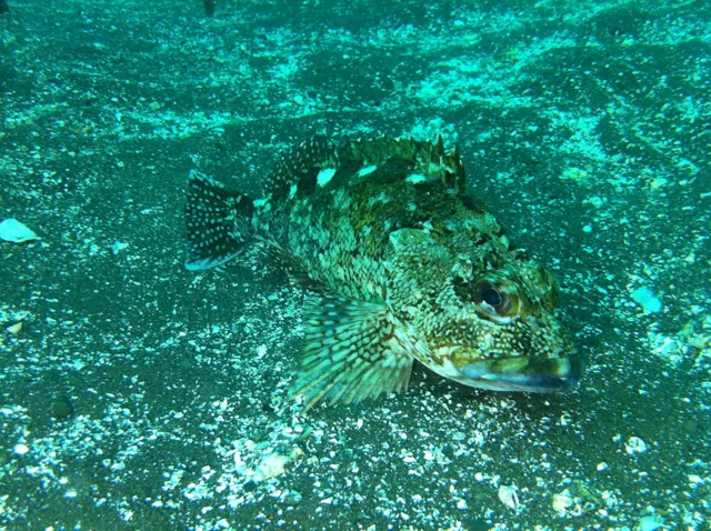 伊豆・大瀬崎でのダイビング:海底に生息する魚