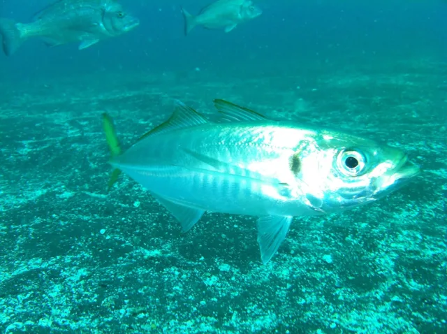 伊豆・大瀬崎でのダイビング:水中を泳ぐ魚