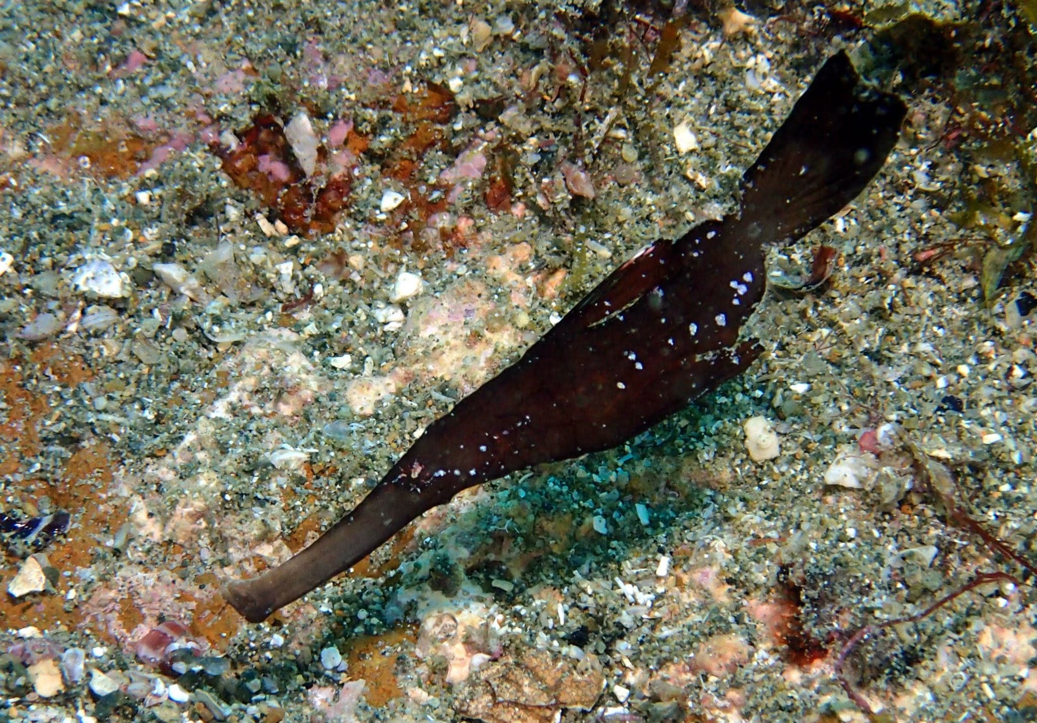 2012年9月26日(投稿日) / ダイビングツアー / 海底で撮影した細長い魚