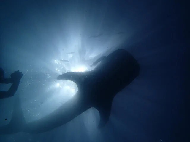 水中から見上げた大きな魚のシルエット