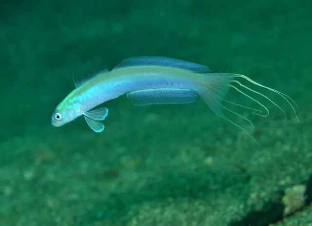 水中で撮影した魚