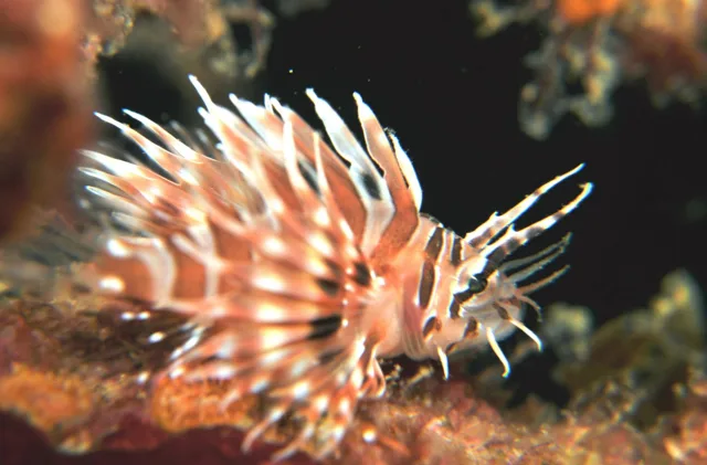 水中で撮影したひれの大きな魚