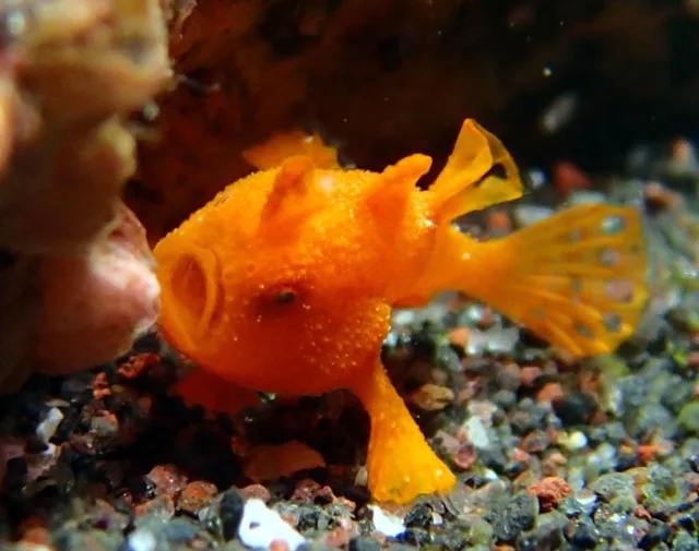 伊豆・大瀬崎でのダイビング:水中のオレンジ色の小さな魚