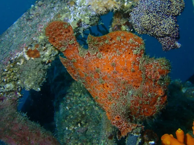 伊豆・大瀬崎でのダイビング:海底で観察した魚