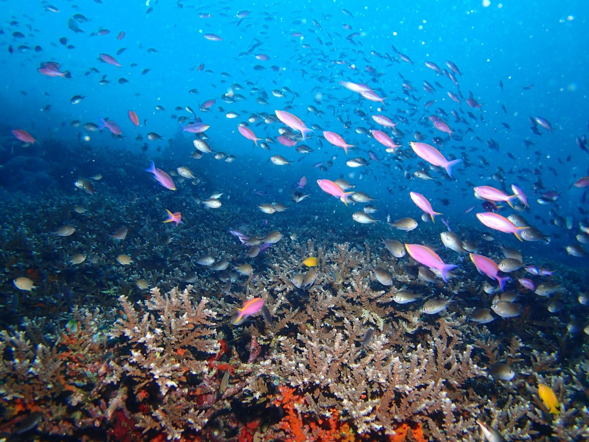 2013年3月24日(投稿日) / 海底のサンゴと魚の群れ