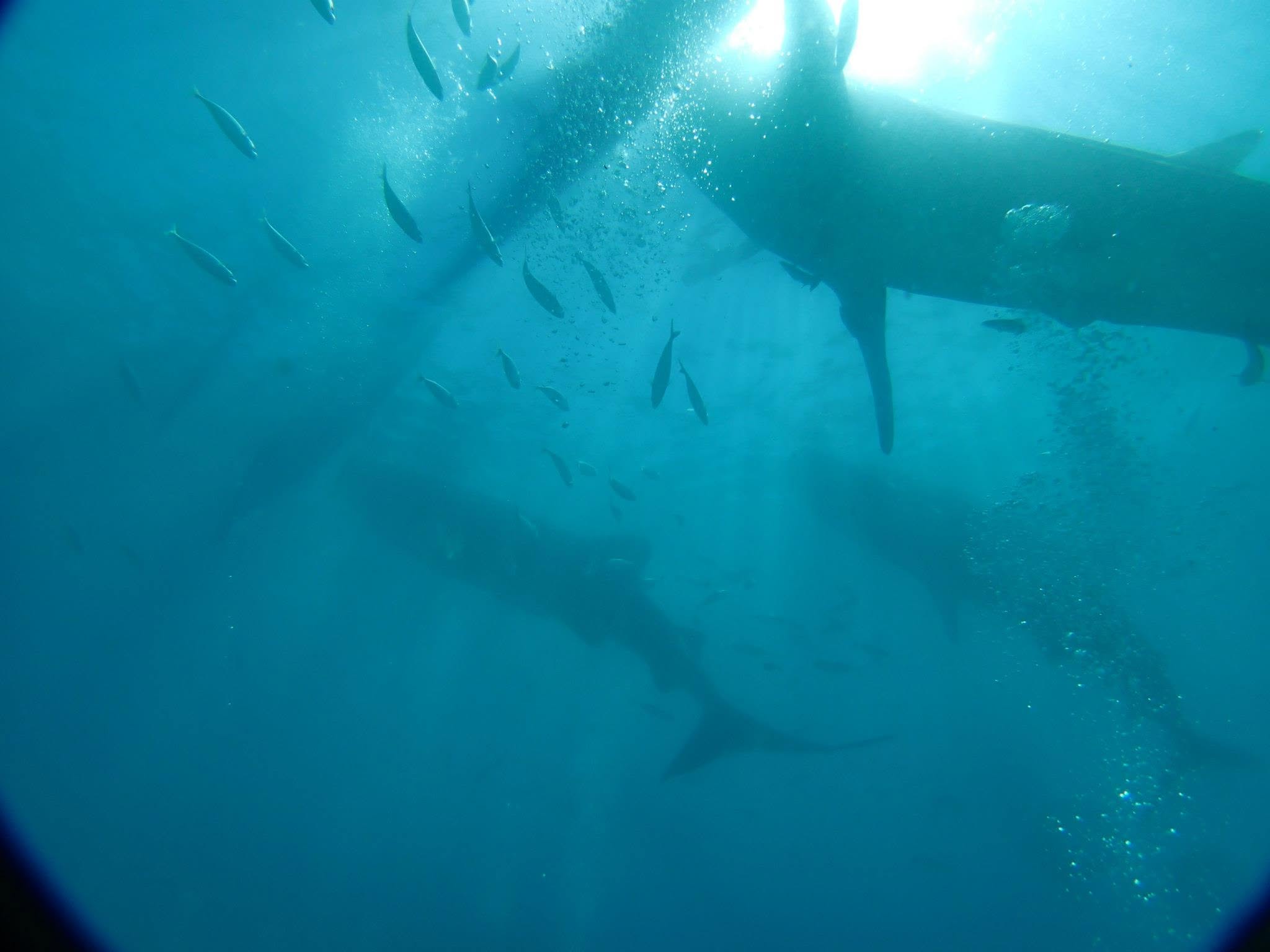 2013年3月24日(投稿日) / 魚と泳ぐ水中のダイバー