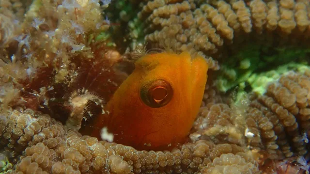 海神丸での海底で撮影した魚の顔