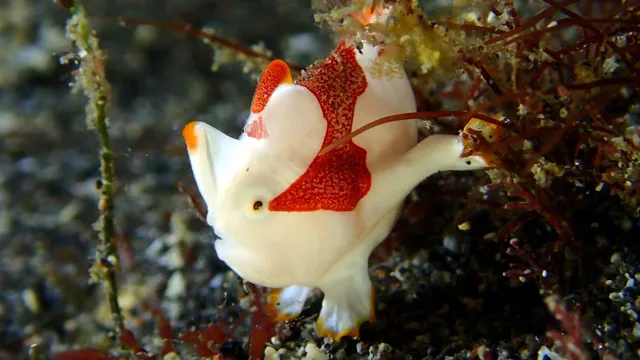 クマドリカエルアンコウの水中写真 / 2015年8月30日（投稿日） / 伊豆・大瀬崎 / ダイビング