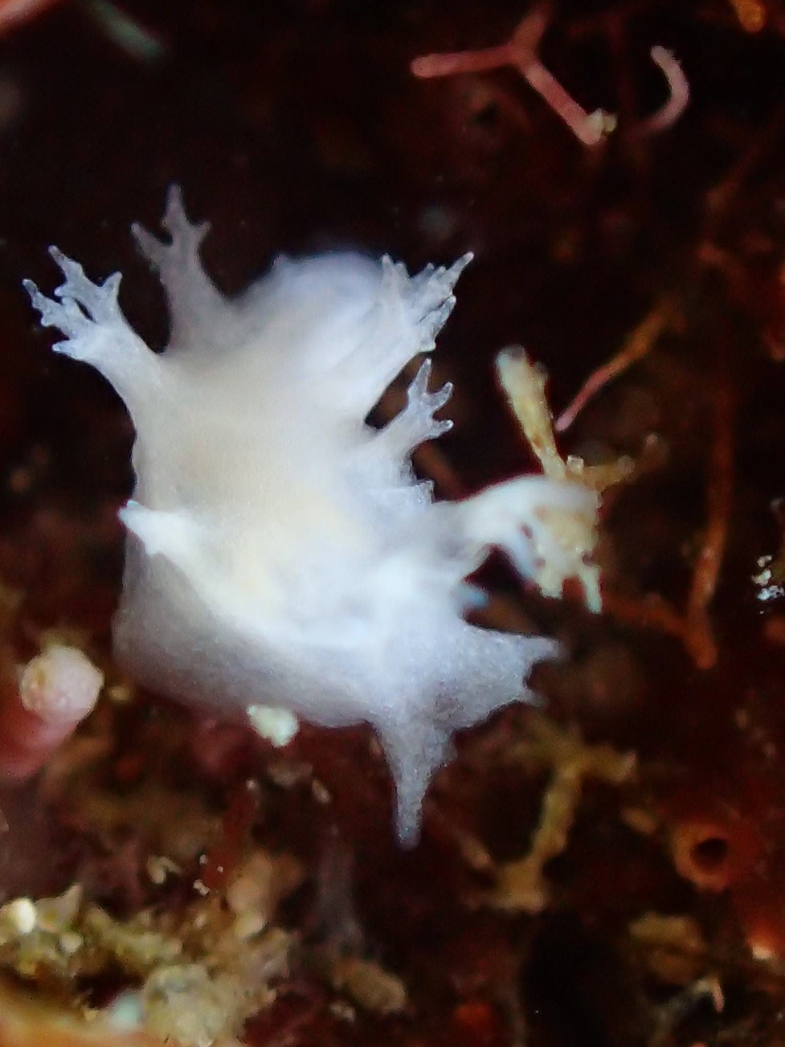 2016年11月15日(投稿日) / ダイビング中に見られる海の生き物