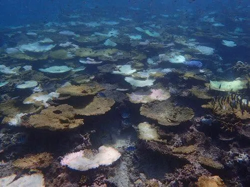 ダイビング中に見られる海の生き物