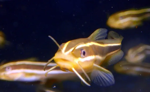 ダイビング中に見られる海の生き物