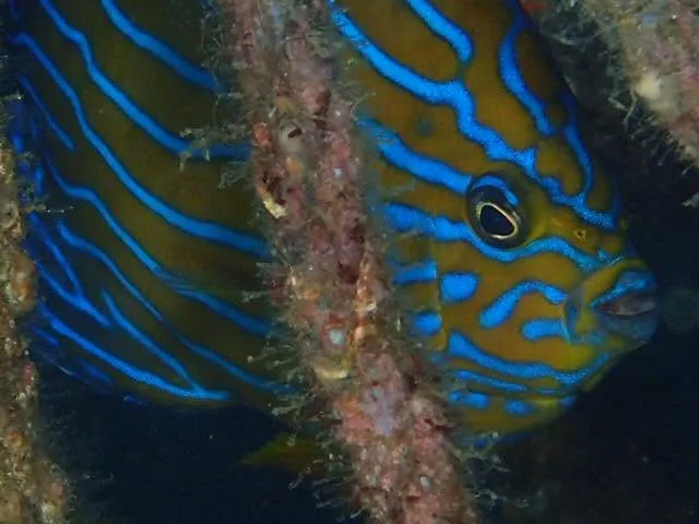 ダイビング中に見られる海の生き物