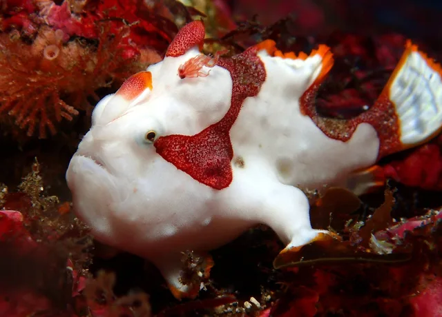 八幡野ダイビングセンターでのダイビング中に見られる海の生き物