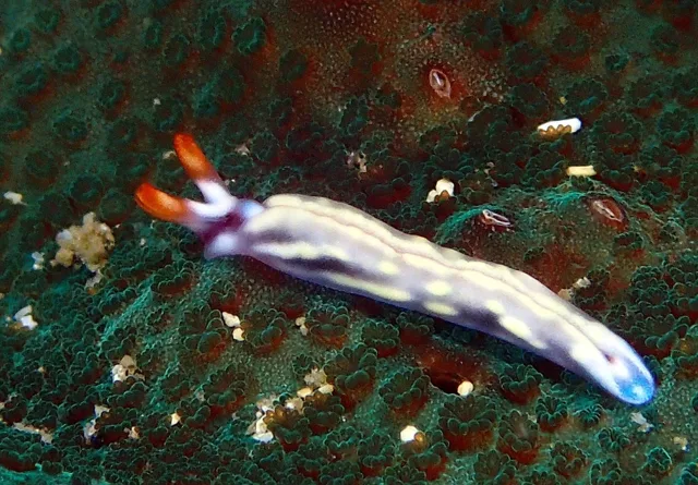 ダイビング中に見られる海の生き物