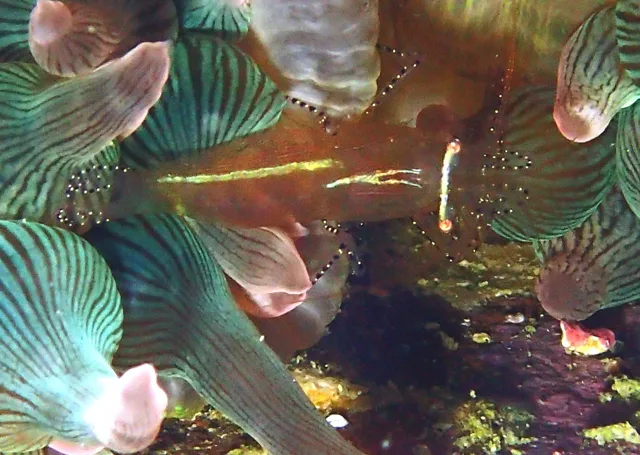 ダイビング中に見られる海の生き物