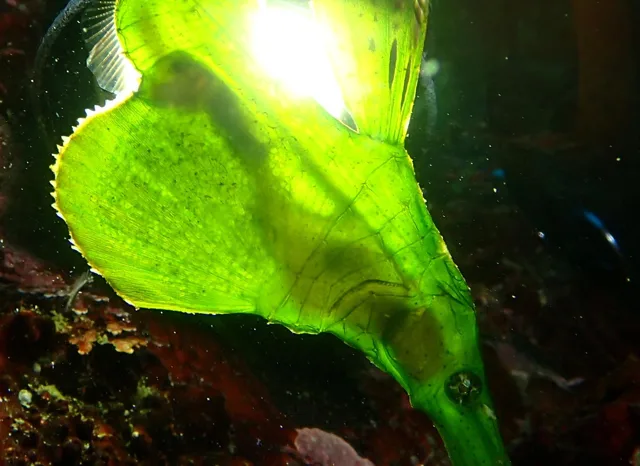 ダイビング中に見られる海の生き物