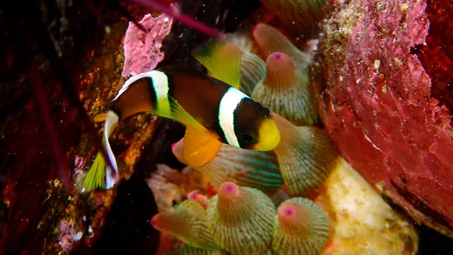 ダイビング中に見られる海の生き物