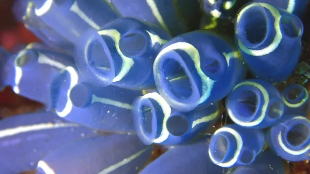 海神丸でのダイビング中に見られる海の生き物