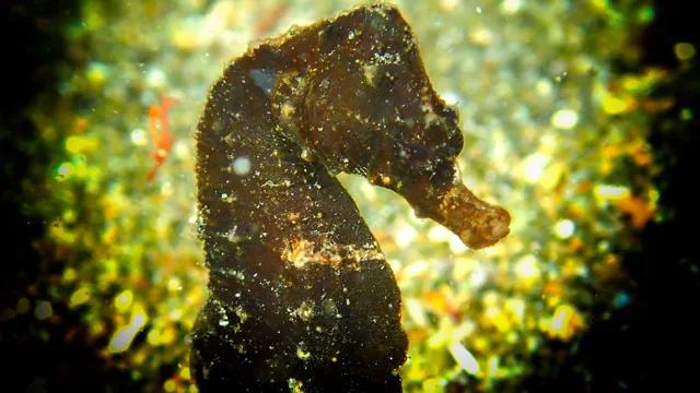 ダイビング中に見られる海の生き物