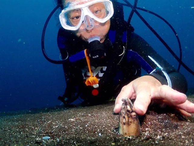 ダイビング中に見られる海の生き物