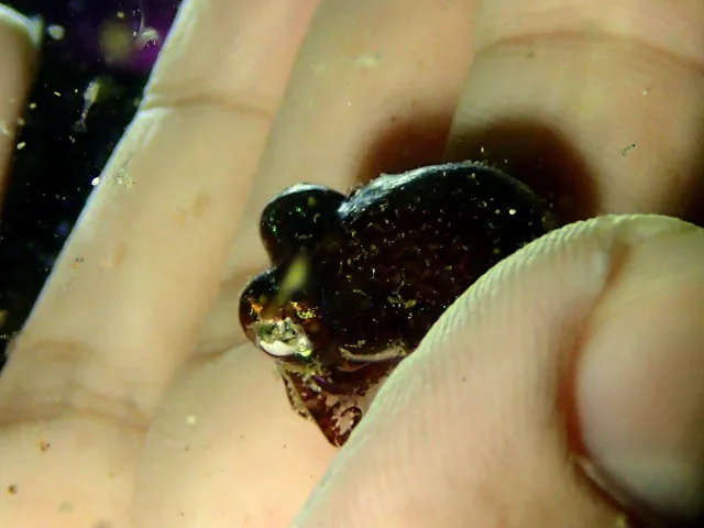 浜富でのダイビング中に見られる海の生き物