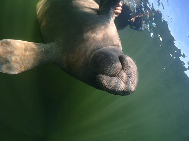 アメリカ合衆国Crystal Riverでの水中のマナティーとシュノーケリングの参加者