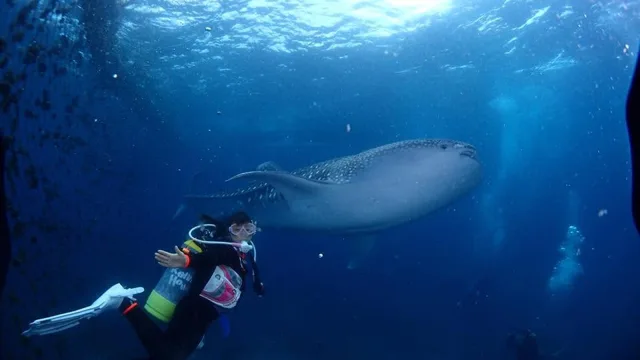 水中で見られる大きな魚とダイバー