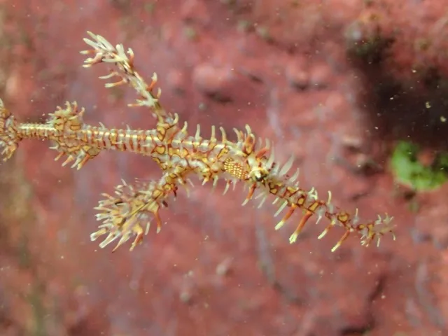 ダイビング中に見られる海の生き物