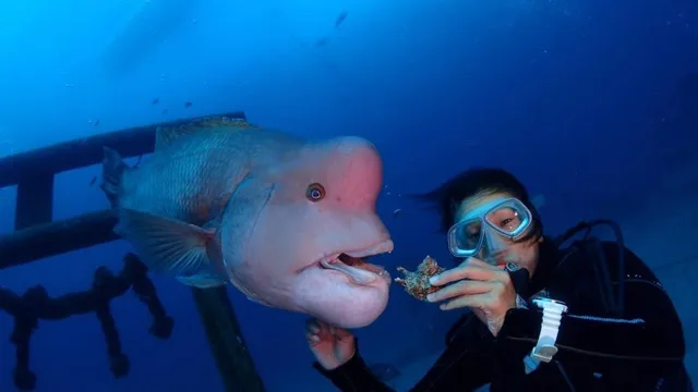 水中で見られる大きな魚とダイバー