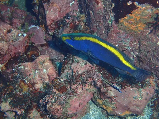 ダイビング中に見られる海の生き物