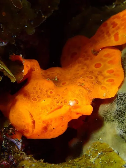 ダイビング中に見られる海の生き物
