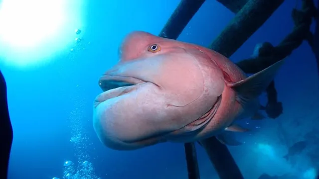 水中で見られる大きな魚とダイバー
