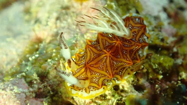 ダイビング中に見られる海の生き物