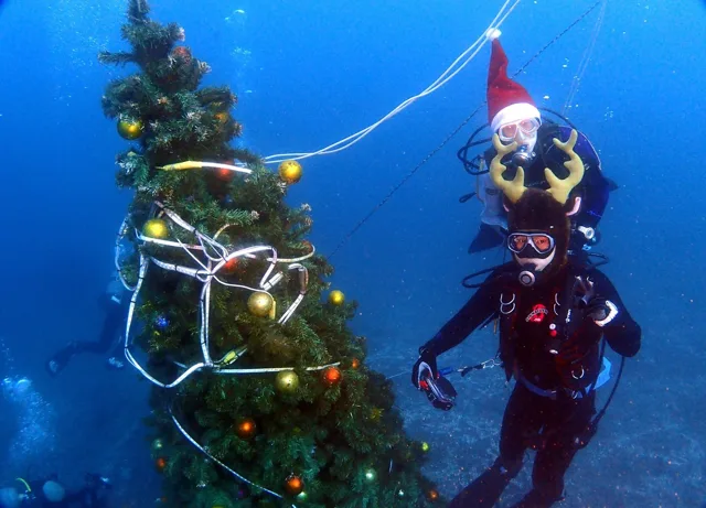 水中のクリスマスツリー付近で潜るダイバー
