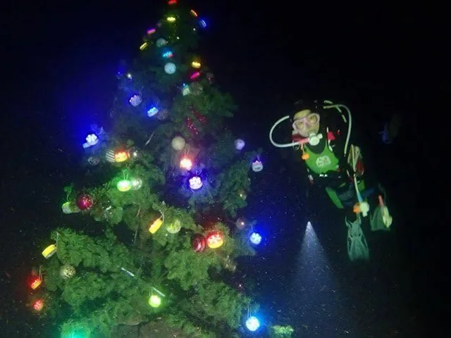 ビッグブルーでの水中のクリスマスツリー付近で潜るダイバー