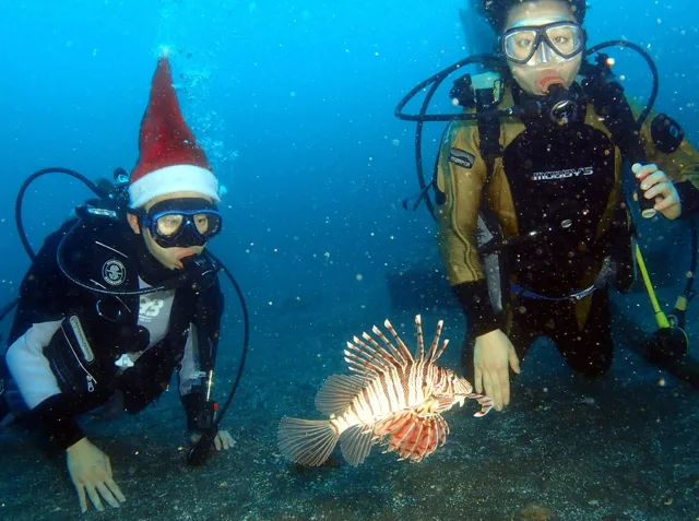 伊豆・大瀬崎でのダイビング：水中のクリスマスツリー付近で潜るダイバー